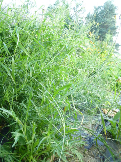Wilde Rauke