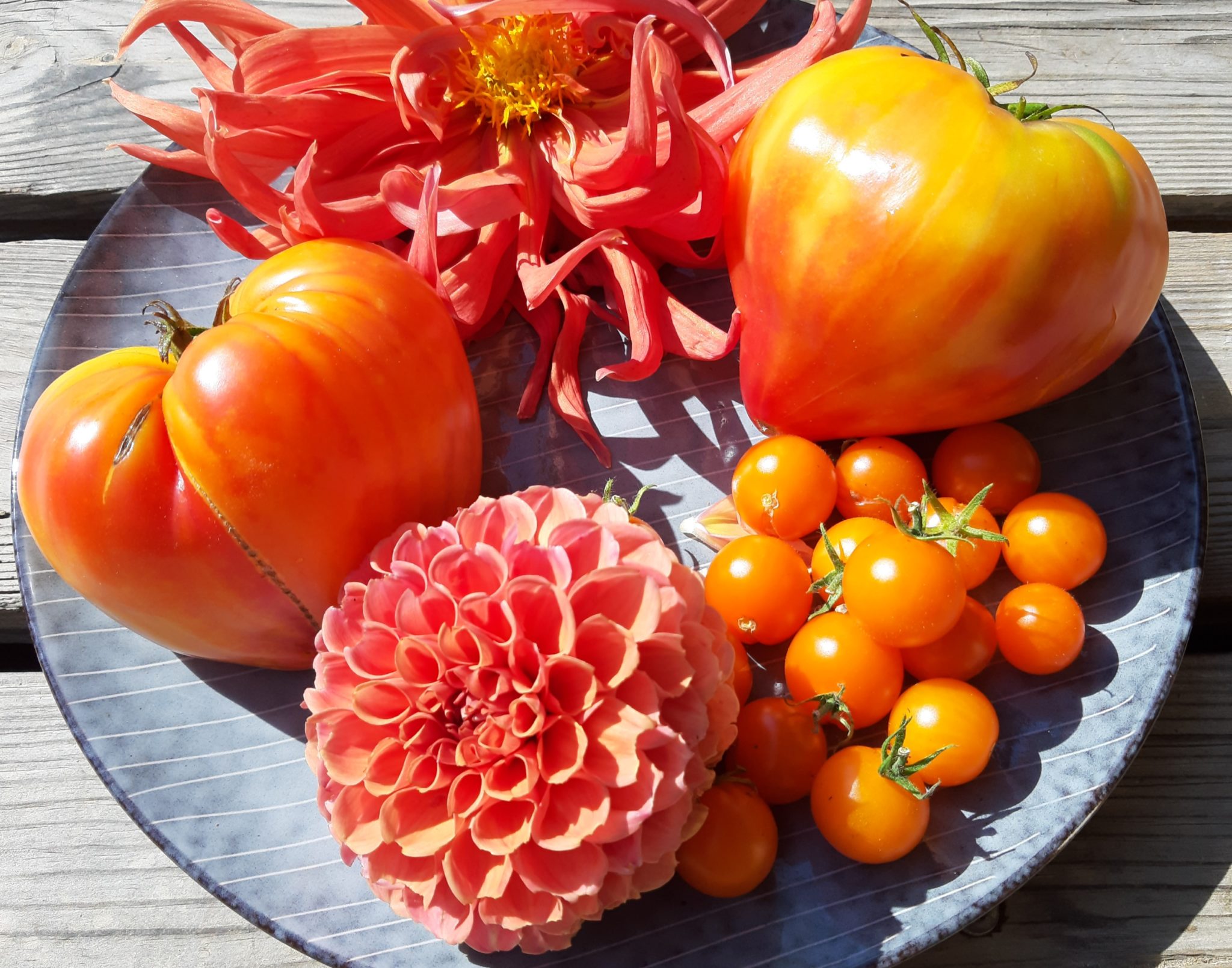 Orange Russian Sortenwerkstatt