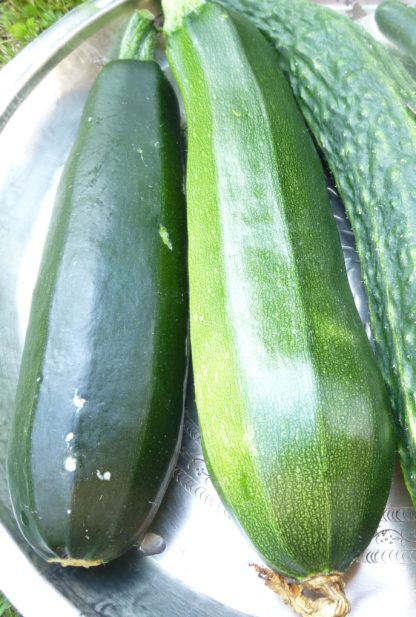 Grüne Zucchini - Zelena Tikvica