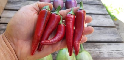 Chilli