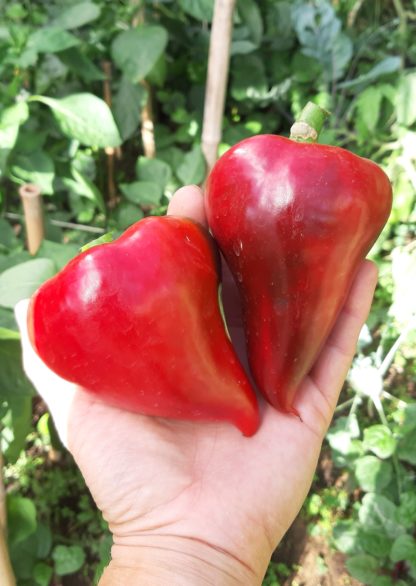 Speisepaprika Lesya