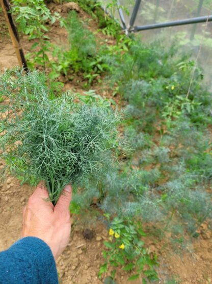 Dill