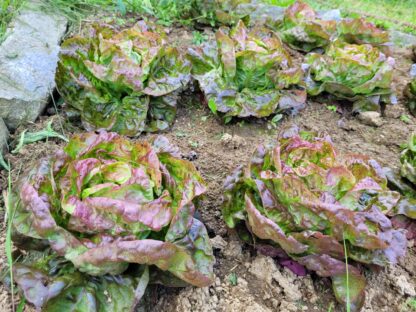 roter Butterkopf – Bild 2