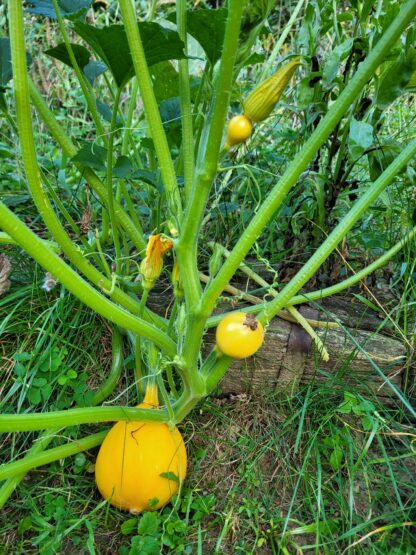 Zucchini Zitrone – Bild 2