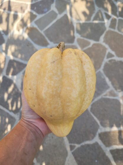 Acorn Kürbis (Eichelkürbis) – Bild 2