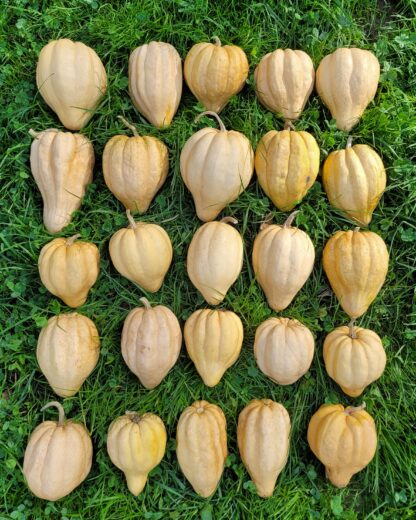 Acorn Kürbis (Eichelkürbis)