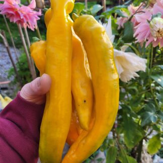 gelber Spitzpaprika