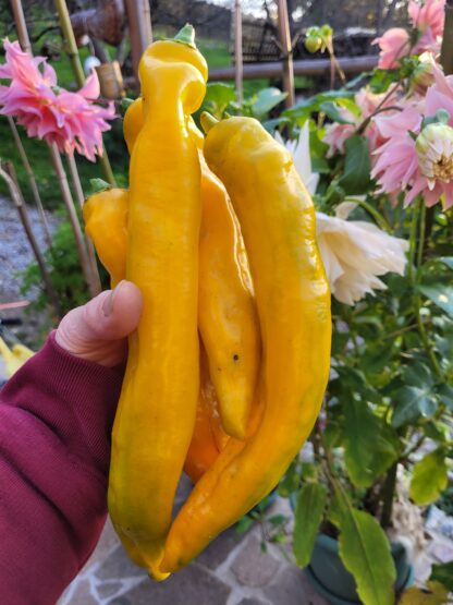 gelber Spitzpaprika