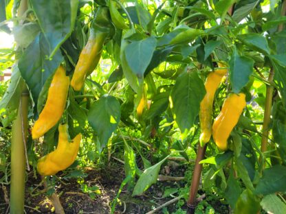 gelber Spitzpaprika – Bild 2