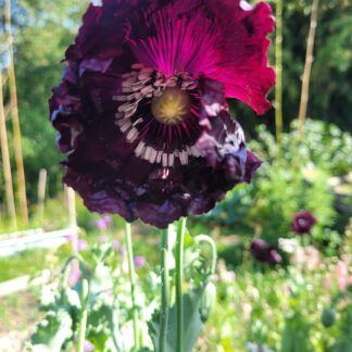 Mohn - Violetter Franz