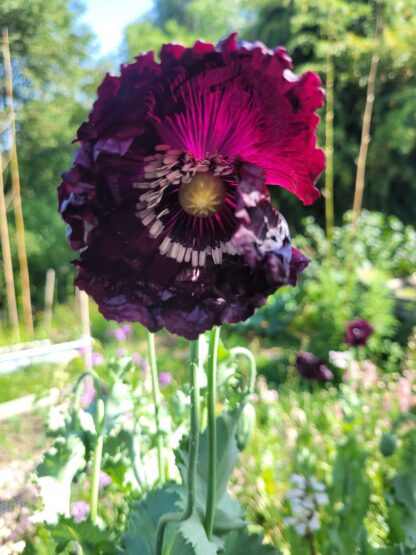 Mohn - Violetter Franz
