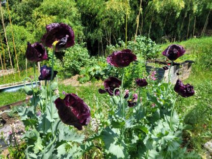 Mohn - Violetter Franz – Bild 2