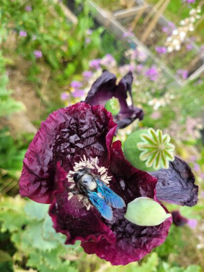 Mohn - Violetter Franz – Bild 3