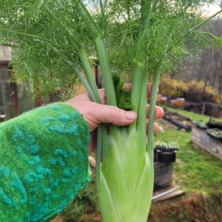 Knollenfenchel Hofsorte "Grand Selma"