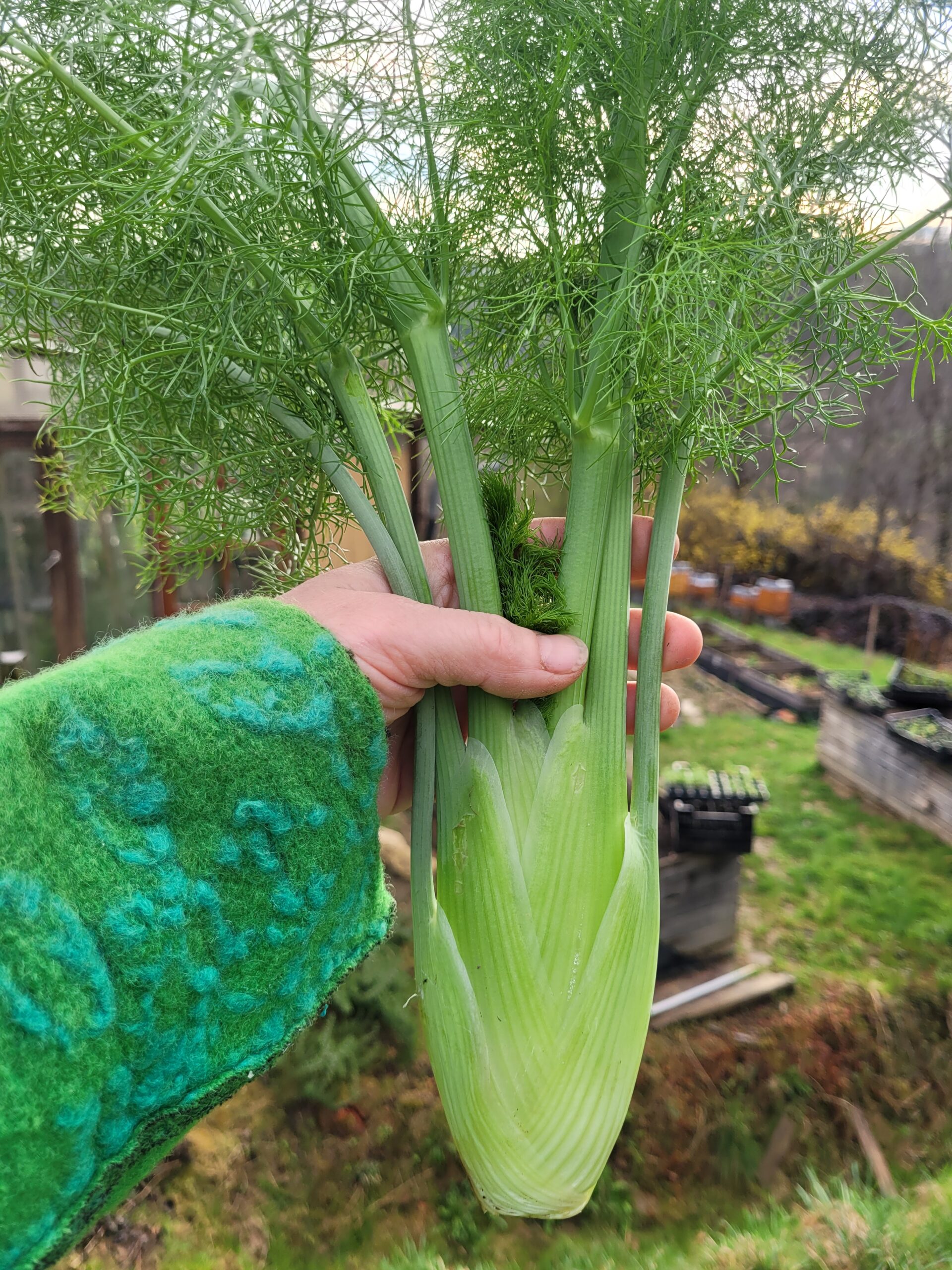 Knollenfenchel Hofsorte "Grand Selma"