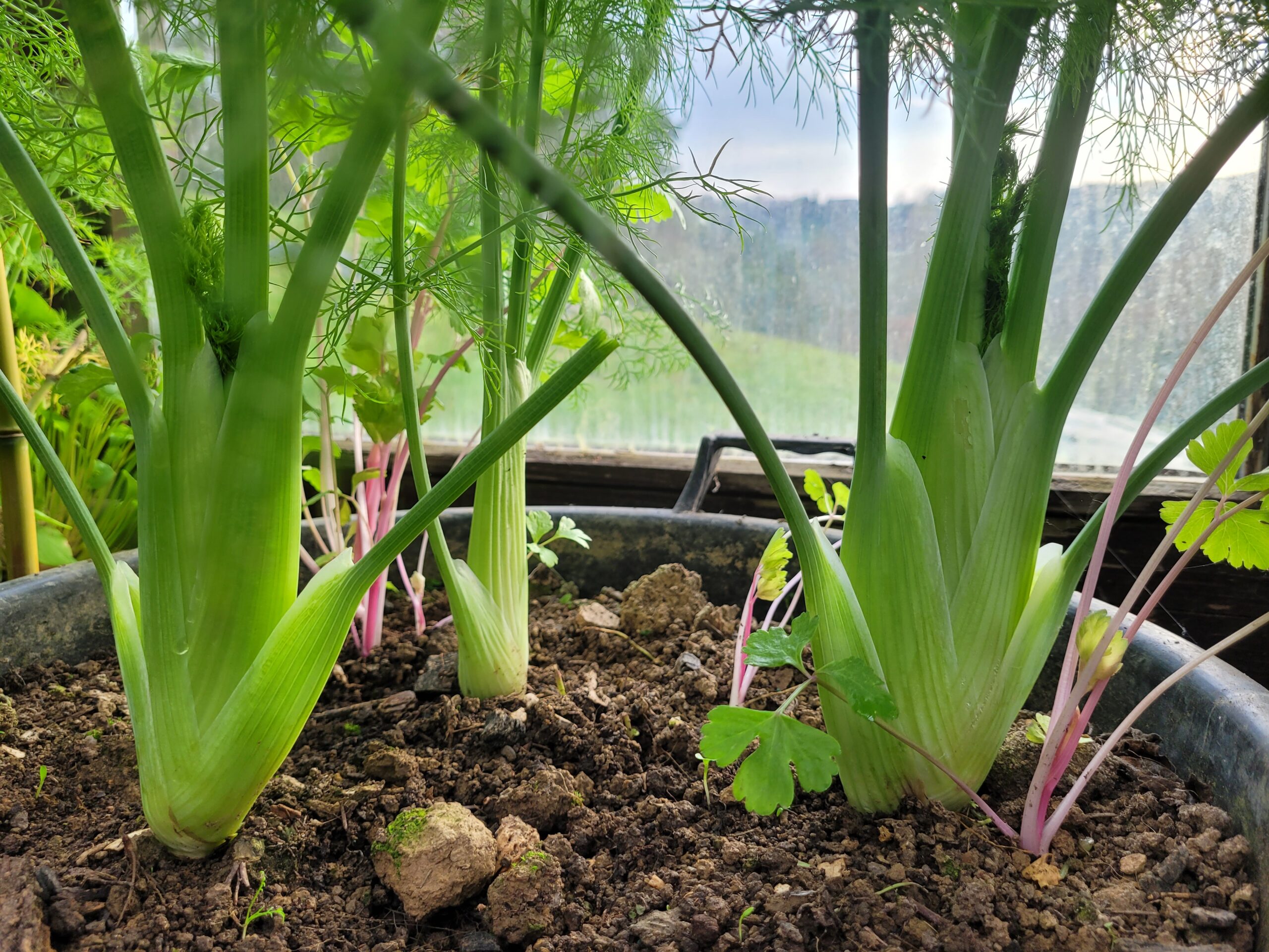 Knollenfenchel Hofsorte "Grand Selma" – Bild 2