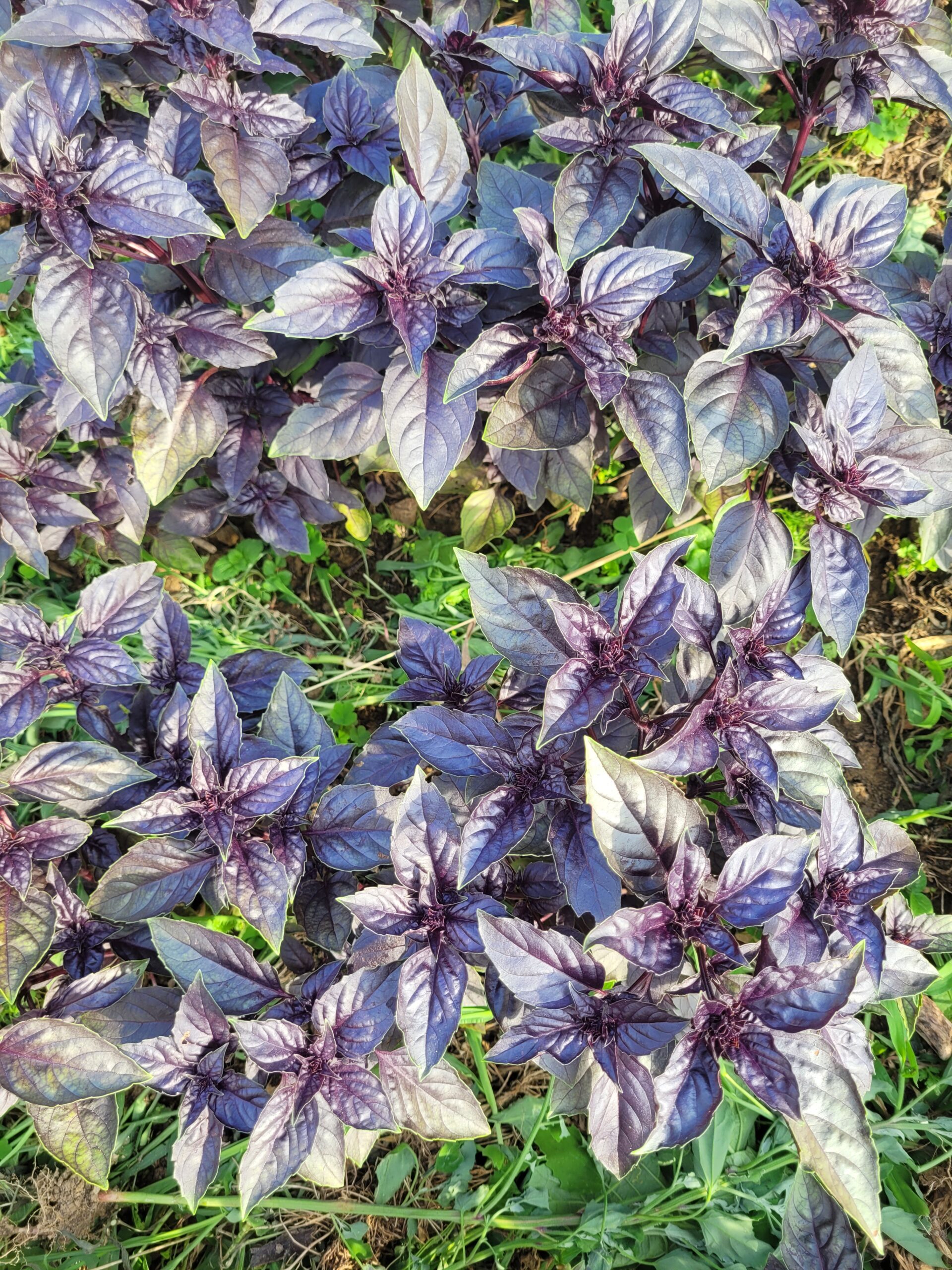 Basilikum Rosso – Bild 2