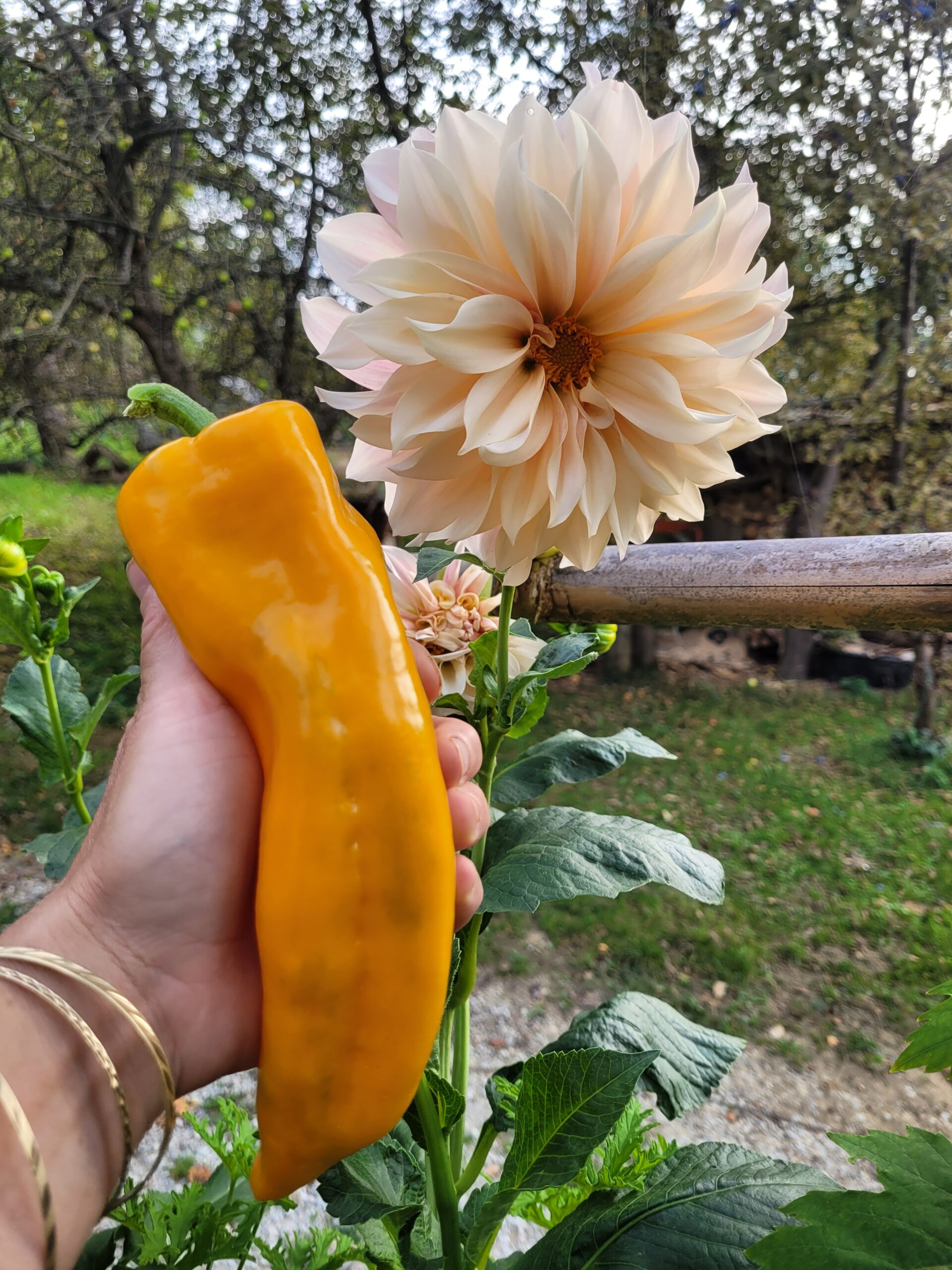 Gatherer´s Gold Spitzpaprika