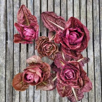 Rosenradicchio - Rosa di Isontina