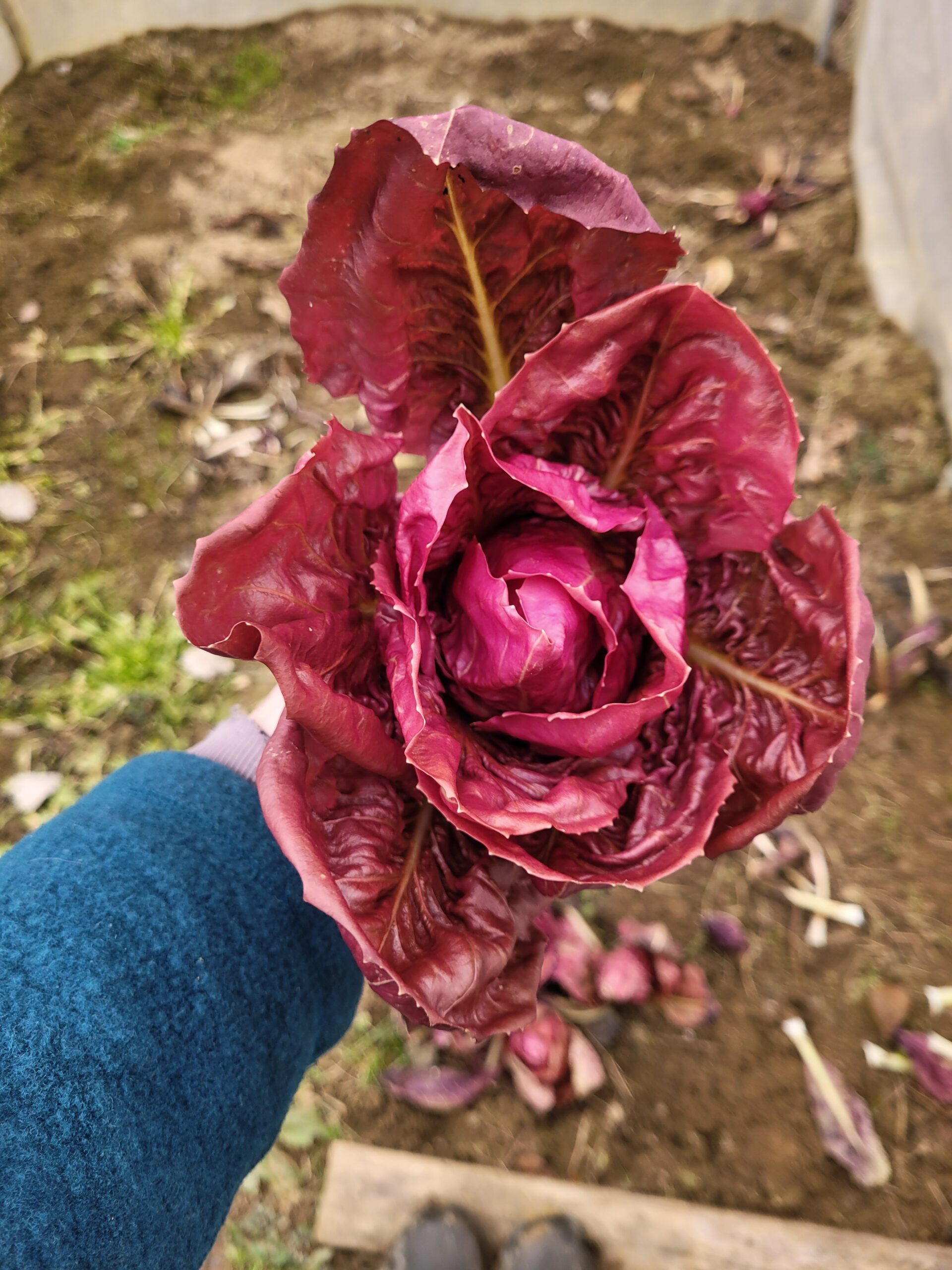 Rosenradicchio - Rosa di Isontina – Bild 2