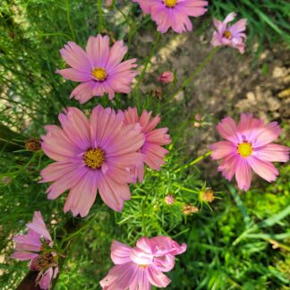 Cosmea Apricotta