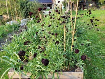 Skabiose Black Knight – Bild 3