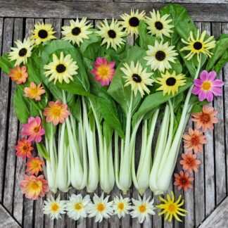 Bok Choi "Snow White"