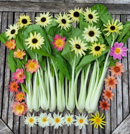 Bok Choi "Snow White"
