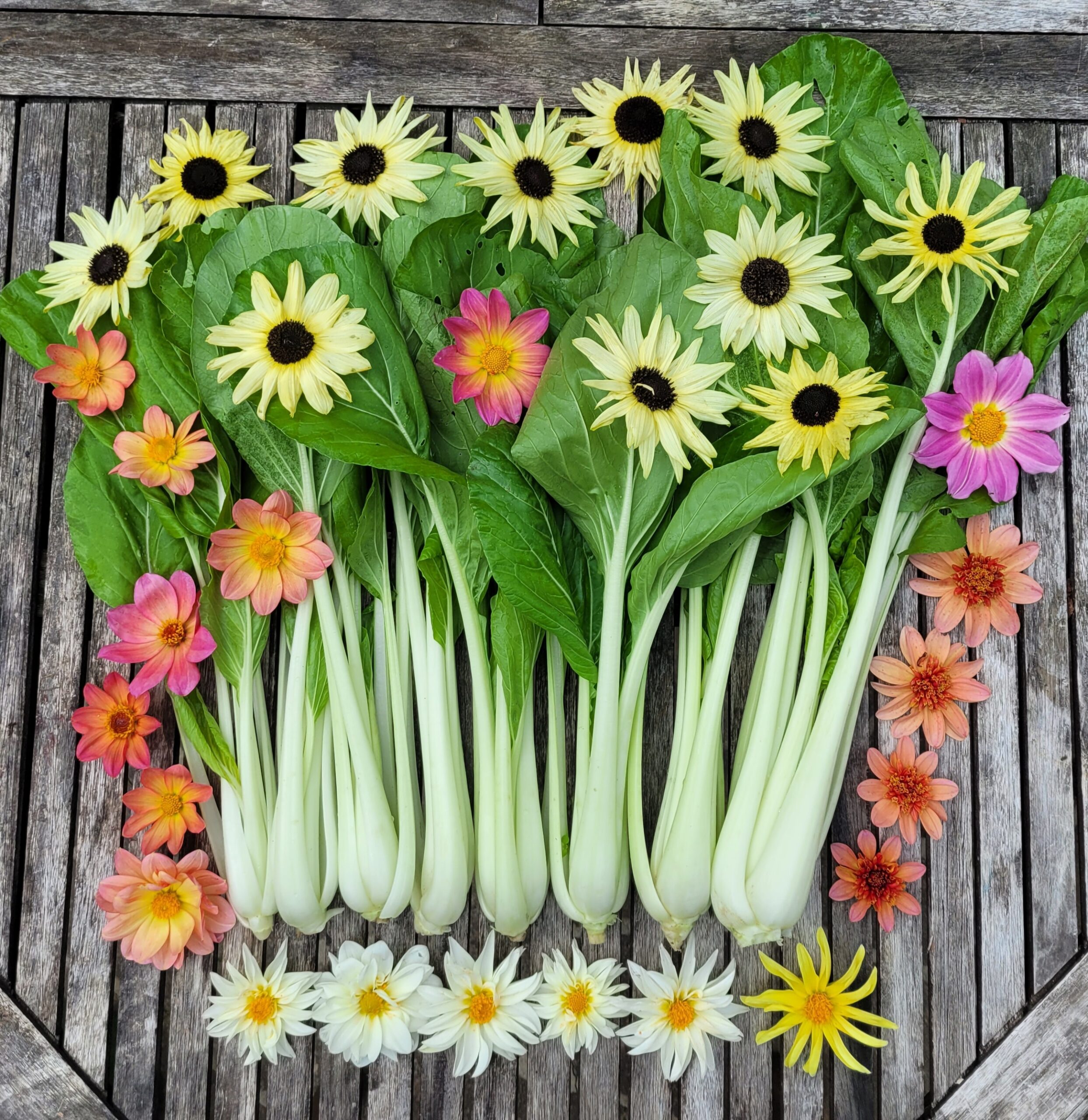 Bok Choi "Snow White"