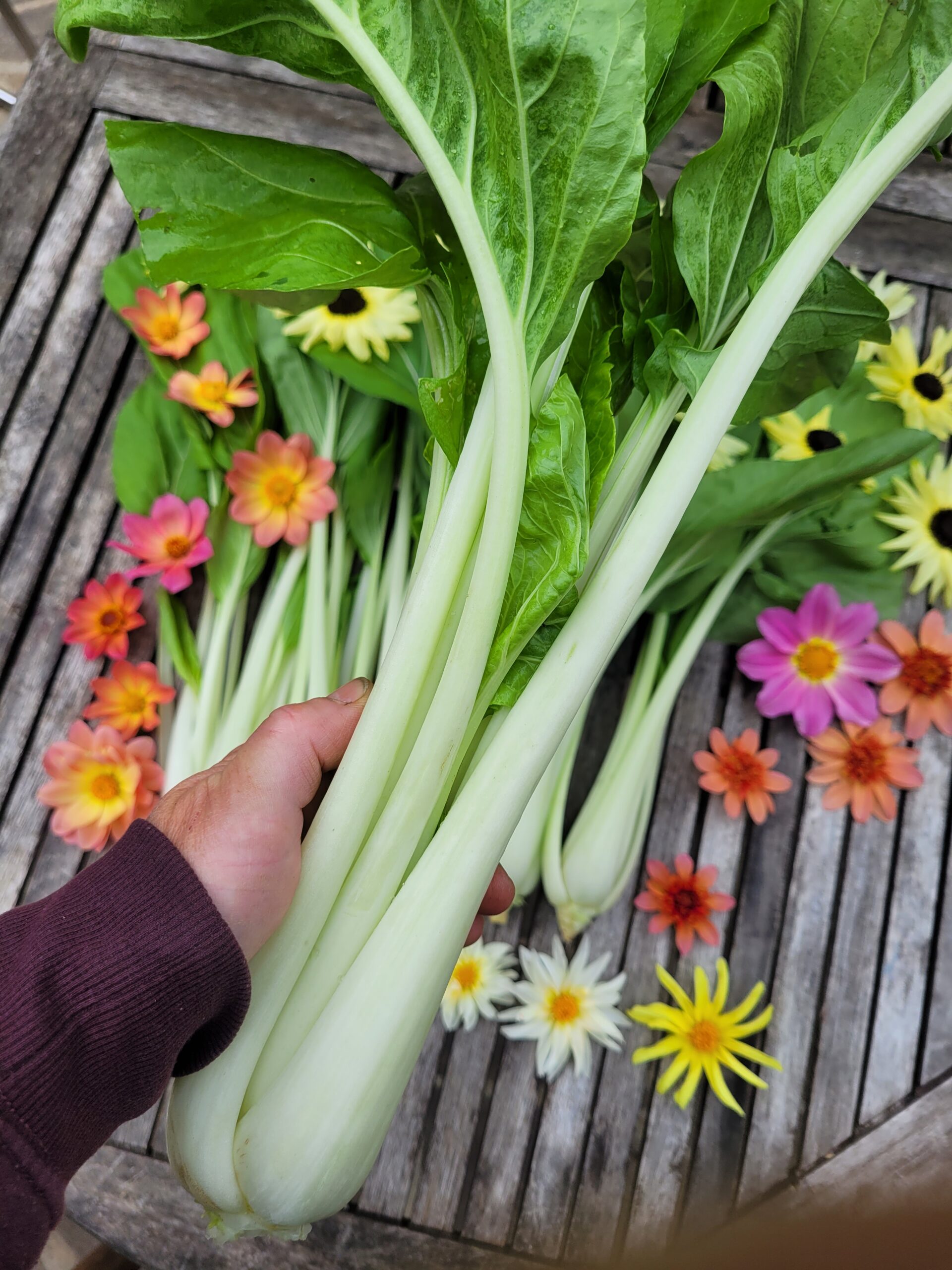 Bok Choi "Snow White" – Bild 2